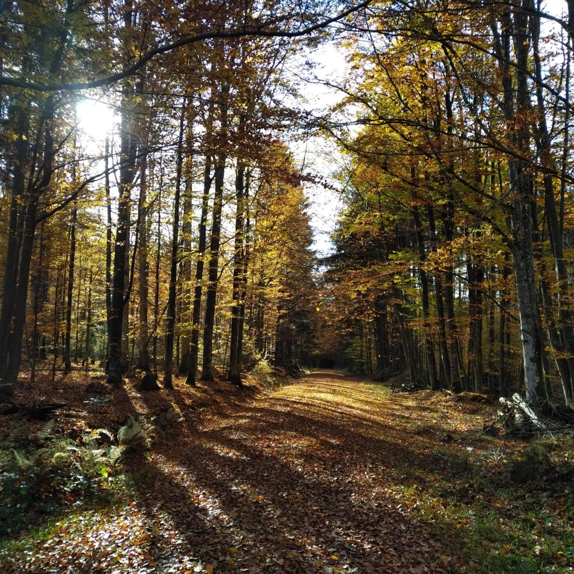 Haus Jaegerfleck, Ihre Ferienwohnungen Am Nationalpark Bayerischer Wald Шпигелау Экстерьер фото